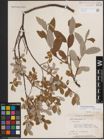 Foto von Salix athabascensis Raup